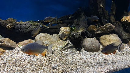 浙东淡水鱼馆第 6 张图片