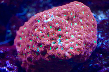 佛州水族馆第 23 张图片