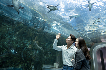 济州岛Aqua Planet水族馆第 50 张图片