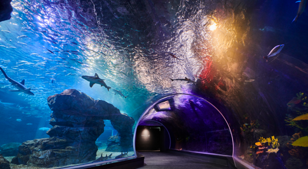 光教Aqua Planet水族馆