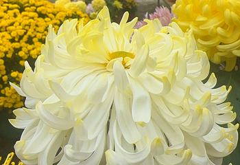 香遇百花园第 35 张图片