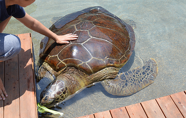 新江之岛水族馆第 24 张图片