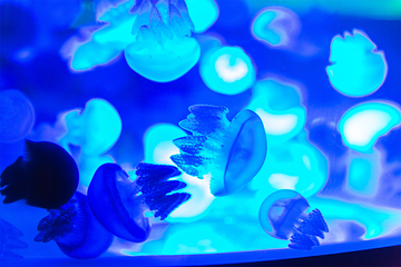 海昌海洋馆第 42 张图片