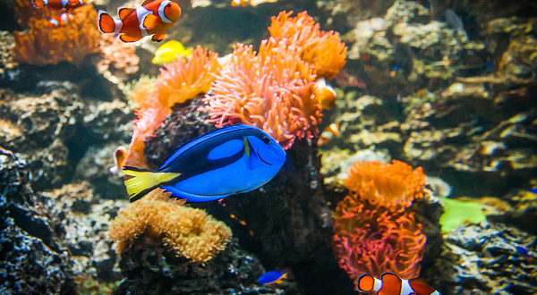慕尼黑海洋生命水族馆