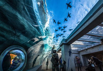 九十九岛水族馆第 3 张图片