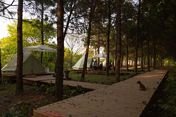 大象露营Elephant Camping第 37 张图片