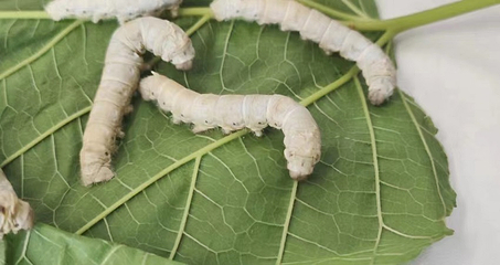川北活体昆虫博物馆第 18 张图片