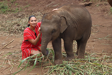 Bamboo Elephant Family Care第 8 张图片