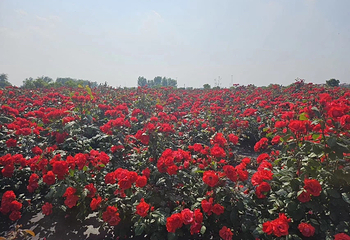 八卦洲陌上花渡第 55 张图片