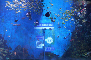 南京海昌海洋探索馆第 59 张图片
