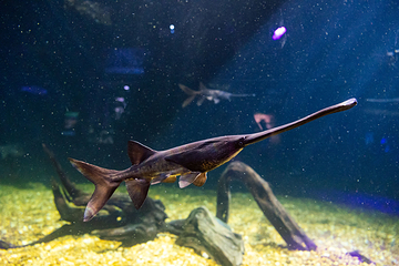 佛州水族馆第 3 张图片