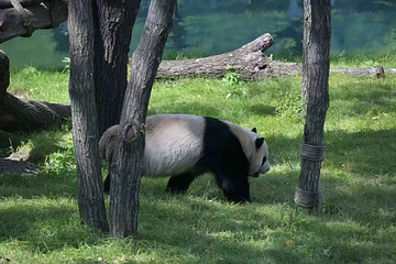 太阳岛大熊猫馆第 5 张图片