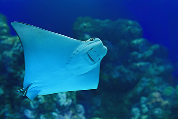 凯恩斯水族馆第 39 张图片