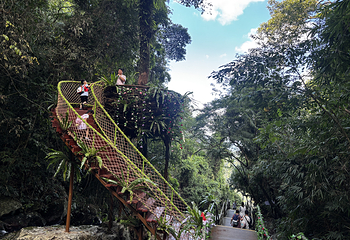 海南百花岭热带雨林文化旅游区第 67 张图片
