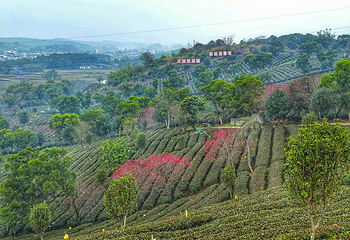 茶趣园第 47 张图片