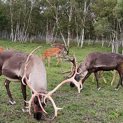 阿尔山驯鹿庄园