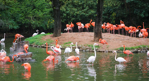 上海野生动物园-火烈鸟