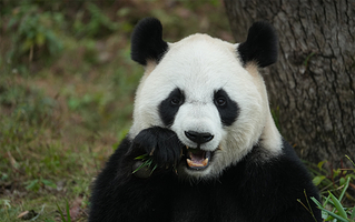 杭州野生动物世界