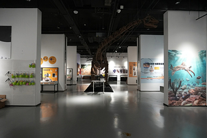 新琅琊恐龙展-《人与生物学》展学空间