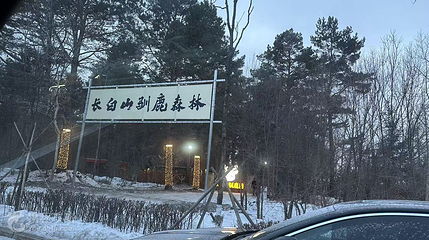 长白山驯鹿森林第 2 张图片