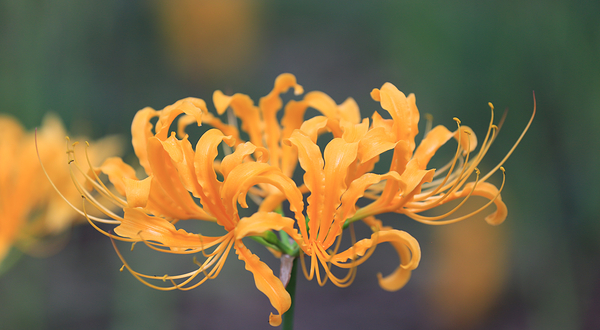 南京中山植物园