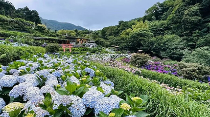 曹家花田香第 1 张图片