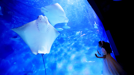上海海洋水族馆第 146 张图片