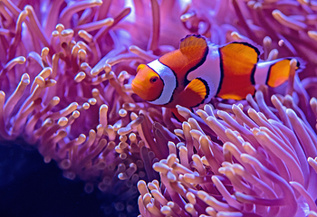 凯恩斯水族馆第 32 张图片