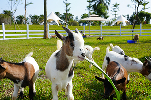 美乐地亲子农场