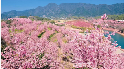 千岛湖樱花岛第 3 张图片