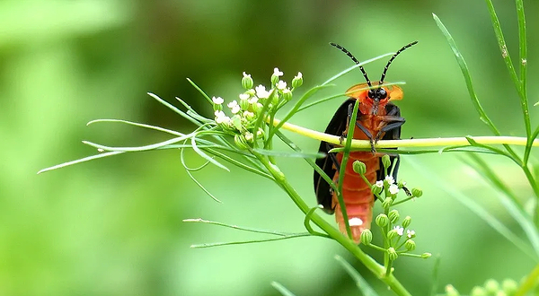 奇趣•萤火虫森林公园