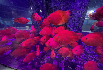 临汾海昌海洋探索馆第 91 张图片