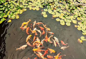 滕州微山湖红荷湿地第 118 张图片