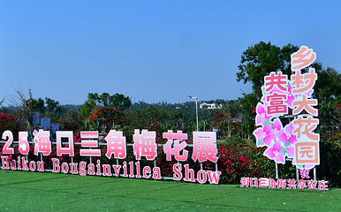 海口三角梅花展第 13 张图片