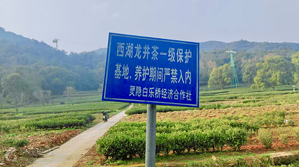 西湖龙井·灵隐茶园第 3 张图片