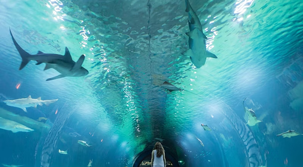 瓦伦西亚海洋公园