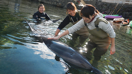 下田海中水族馆第 17 张图片