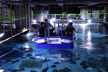 Sea Life COEX水族馆第 8 张图片