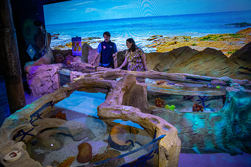 悉尼水族馆第 15 张图片
