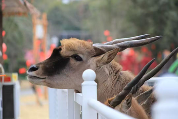 鹿溪花园第 15 张图片