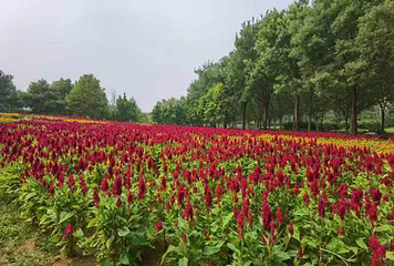 北京国际鲜花港第 32 张图片
