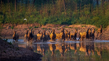 东洞庭湖麋鹿苑