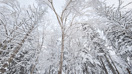 雪乡雪世界欢乐谷第 30 张图片