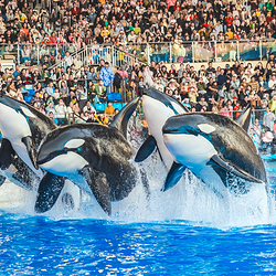 上海海昌海洋公园