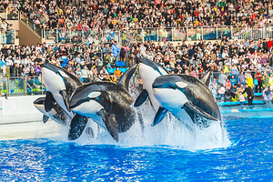 上海海昌海洋公园