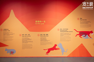 深圳博物馆《宠·爱—猫猫狗狗的世界》展览第 2 张图片
