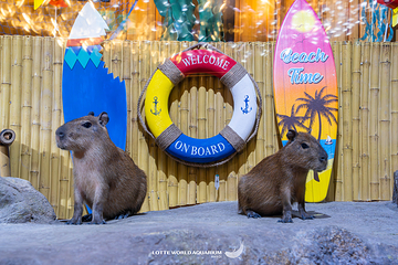 河内乐天世界水族馆第 11 张图片
