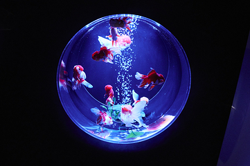 银座艺术水族馆美术馆第 5 张图片