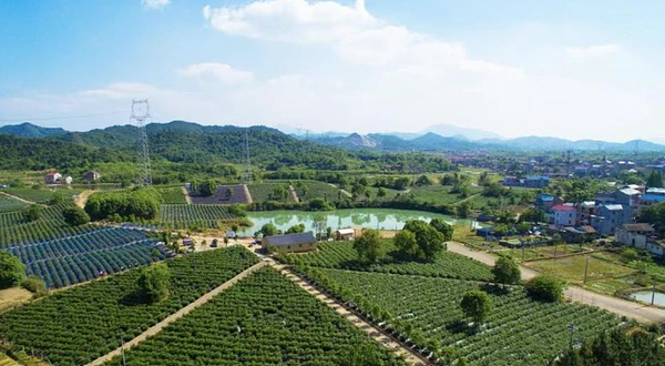 王家井蓝莓采摘园