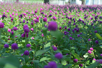 北京国际鲜花港第 39 张图片